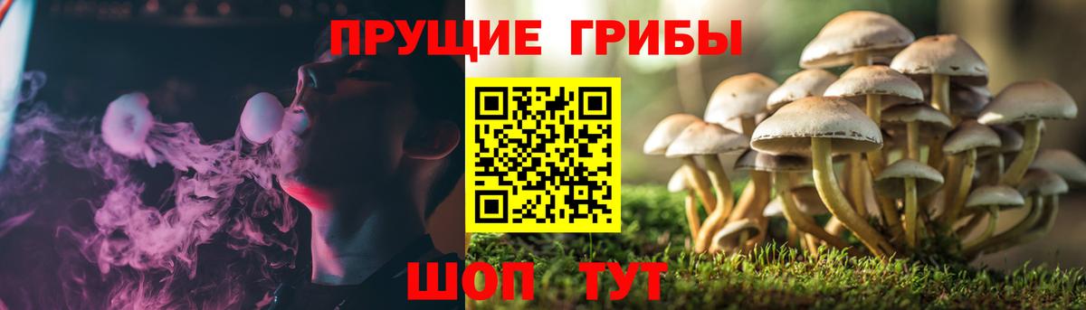 Галлюциногенные грибы GOLDEN TEACHER  Вход с VPN  Ржев 